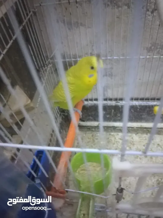 3 جواز حب شغالات مع بيض وفراخ مقفصات