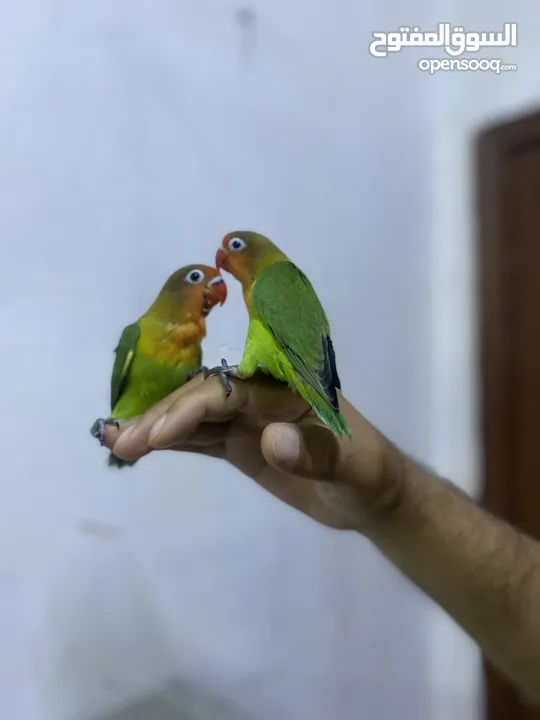 Hand Tamed Fischer love birds 2month age