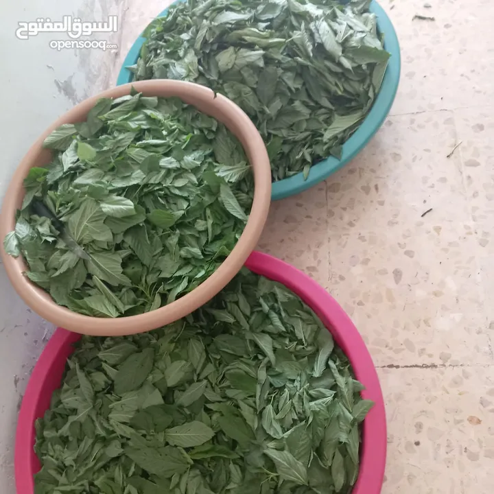 ملوخيه مفرزه وجاهزه للطبيخ