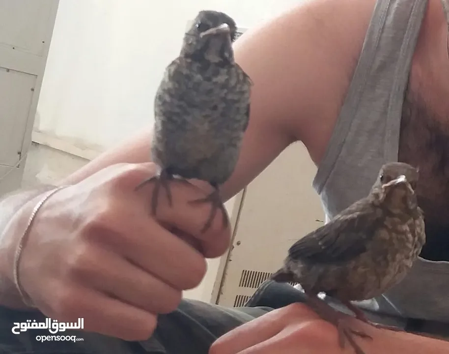 افراخ. شحروور من النوادر وفراخ بلابل عراقيه ترباي