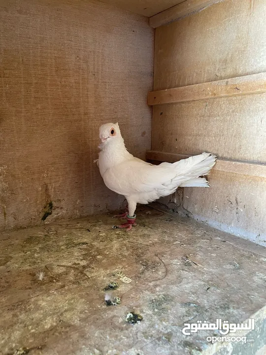 حمام ما شاء الله للبيع شوف الوصف