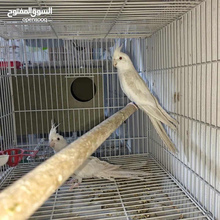 جواز كوكتيل البينو منتجات للبيع
