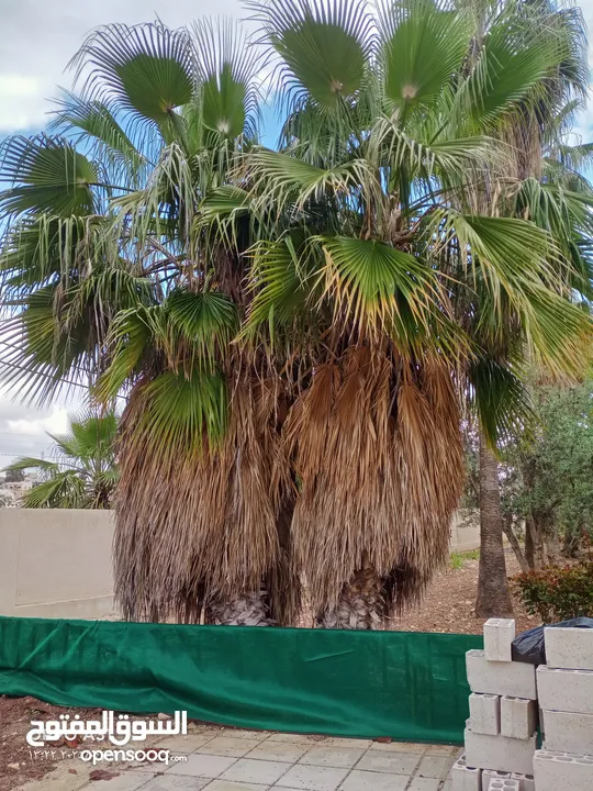 فني أشجار النخيل