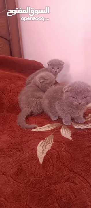 سكوتش فولد بلو بيور يوجد توصيل