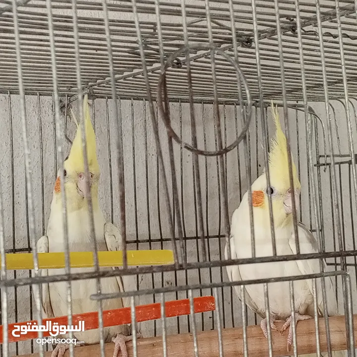 حبتين كوكتيل.   وما بعض..وهاديات مع قفص اربع معالف