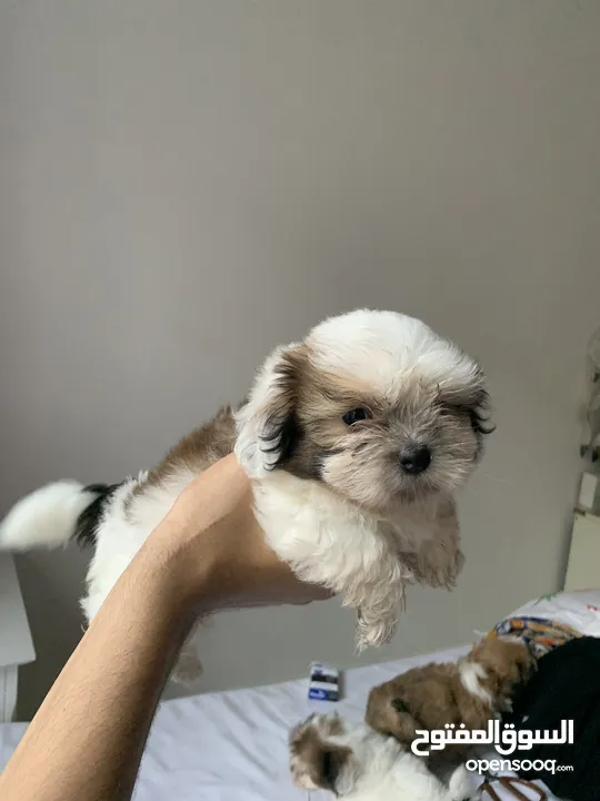 شيتزو ميني للبيع shihtzu mini for sale