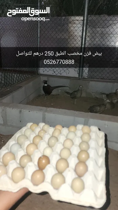 بيض طائر الفزن بيض مخصب