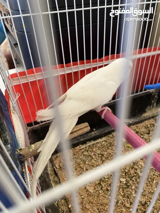 جوز طيور حب للبيع