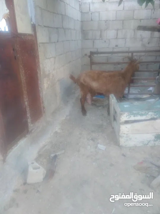 ثنيه سوبر معها توم سخلات