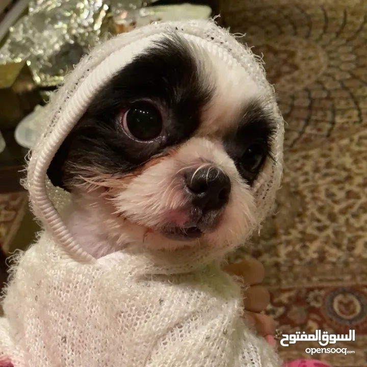 Shihtzu female dog for adoption