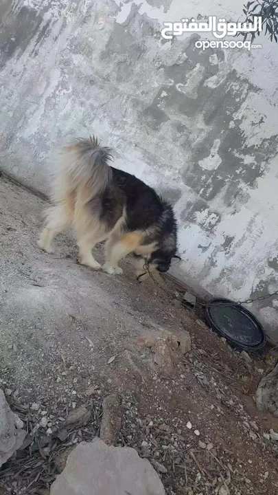 انثى هاسكى للبيع