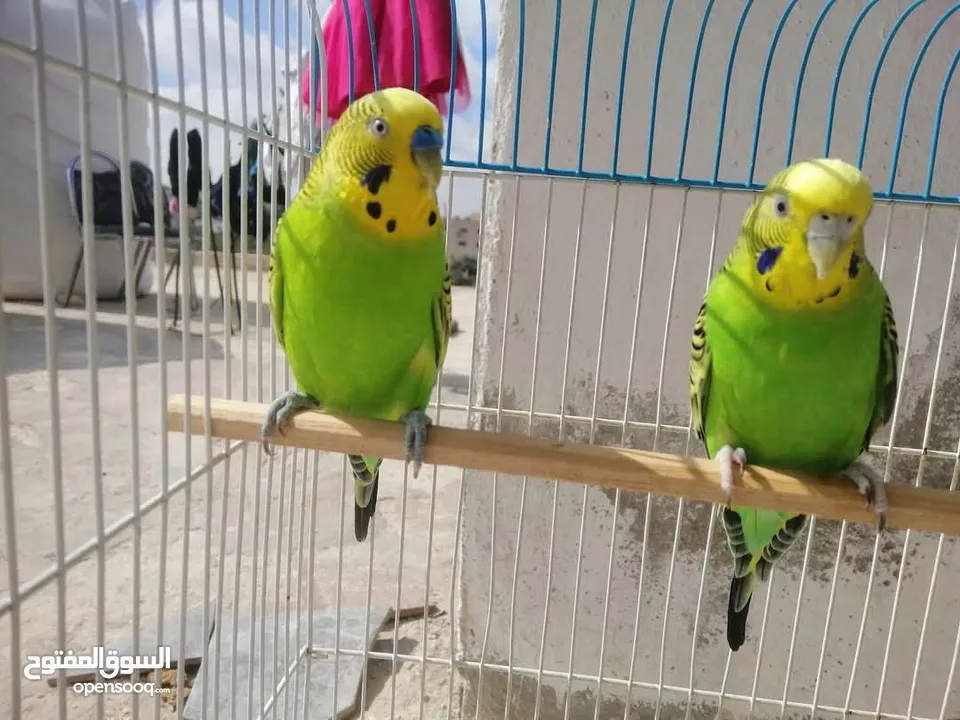 طيور حب اجواز