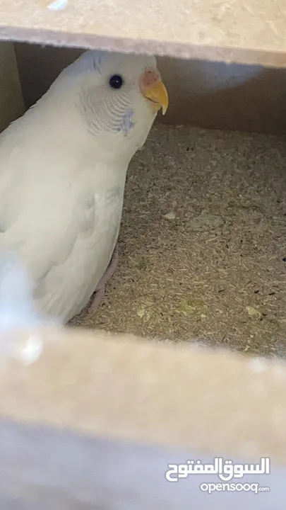 جوز بادجي و طيرة صلاة النبي اول خيرهم بجهزو لبطن