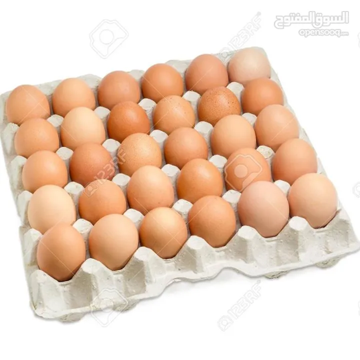 مطلوب  بيض دجاج كشن في اربد