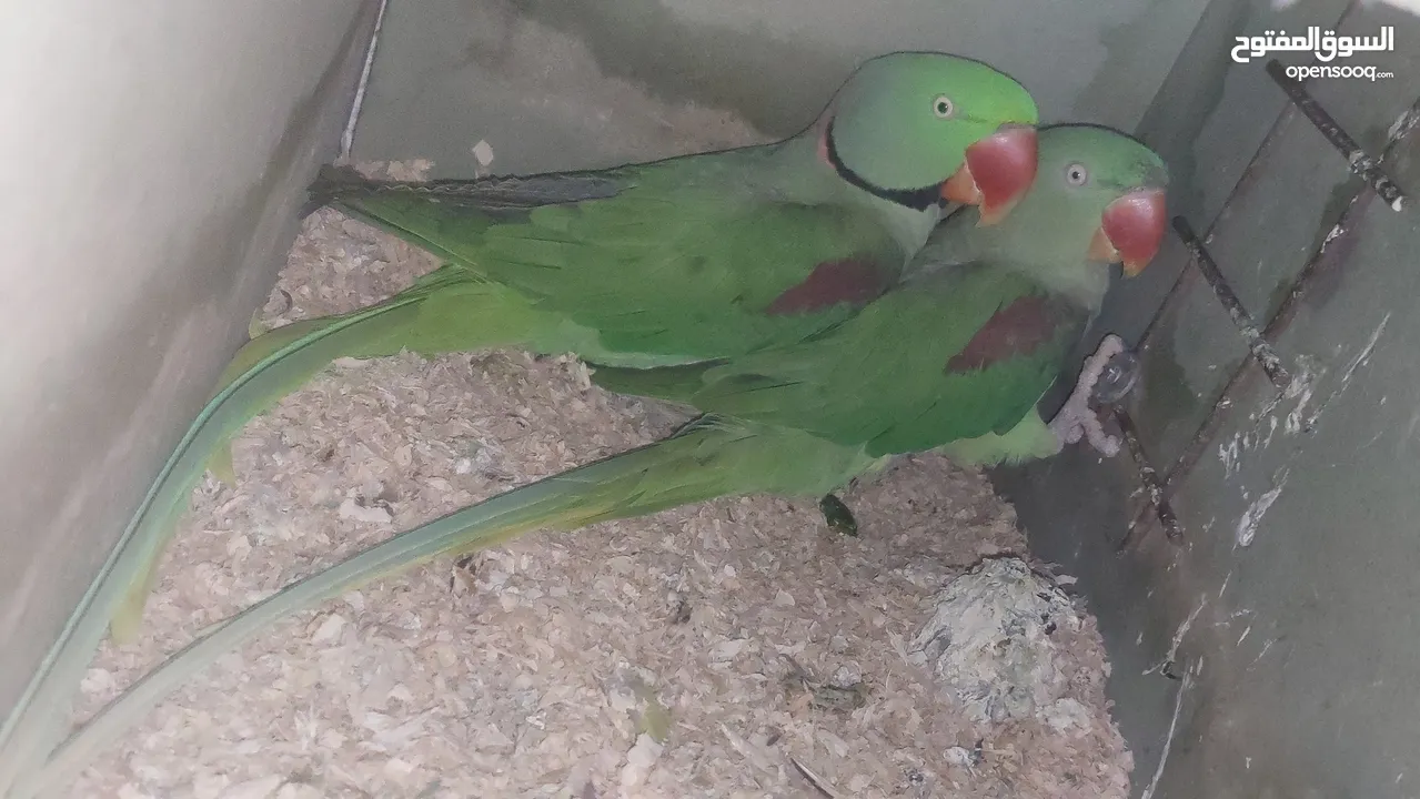 زوج كساندرا شغال