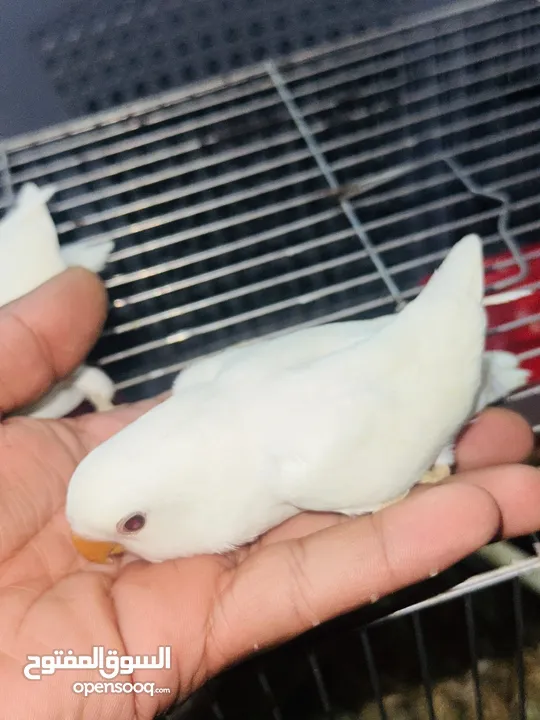 جوز روز البينو بيور ابيض صافي حاليا تحتو فرخ 3 بيضات