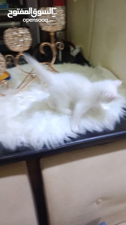 للبيع قطه ميكس (kitten) كما في الصور  بصحه ممتازه ماخده المطاعيم متعوده على دراية فوود واللتر بوكس.