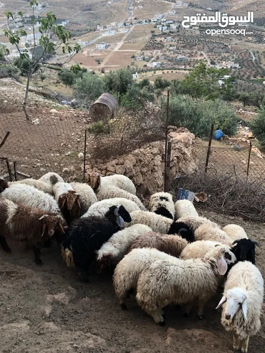 الكل يصلي على النبي أضاحي للبيع جميع الأوزان