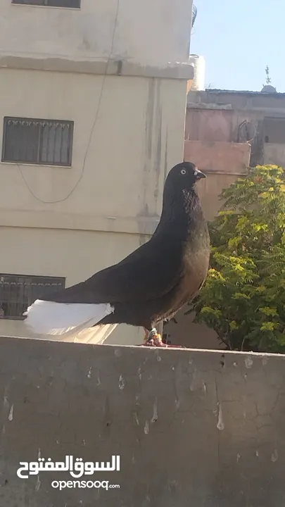 5طايرات في جبل التاج