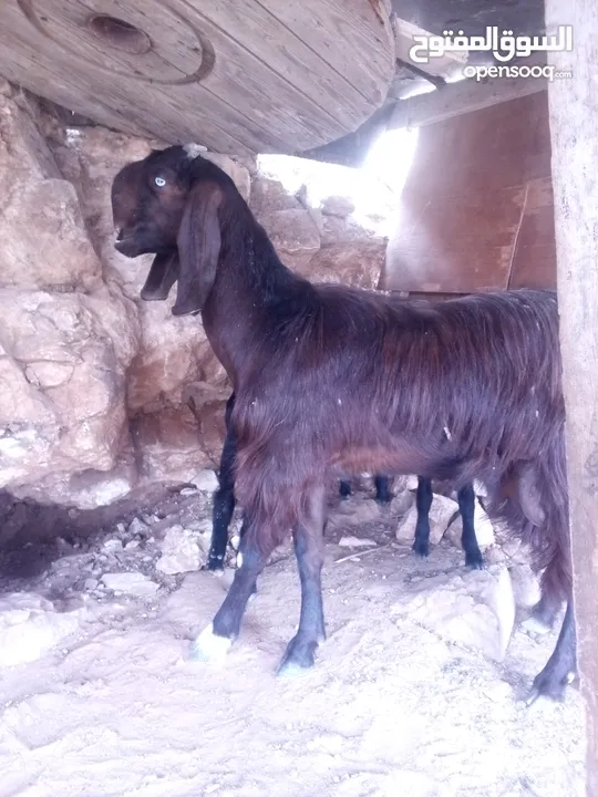 عنز شاميه للبيع