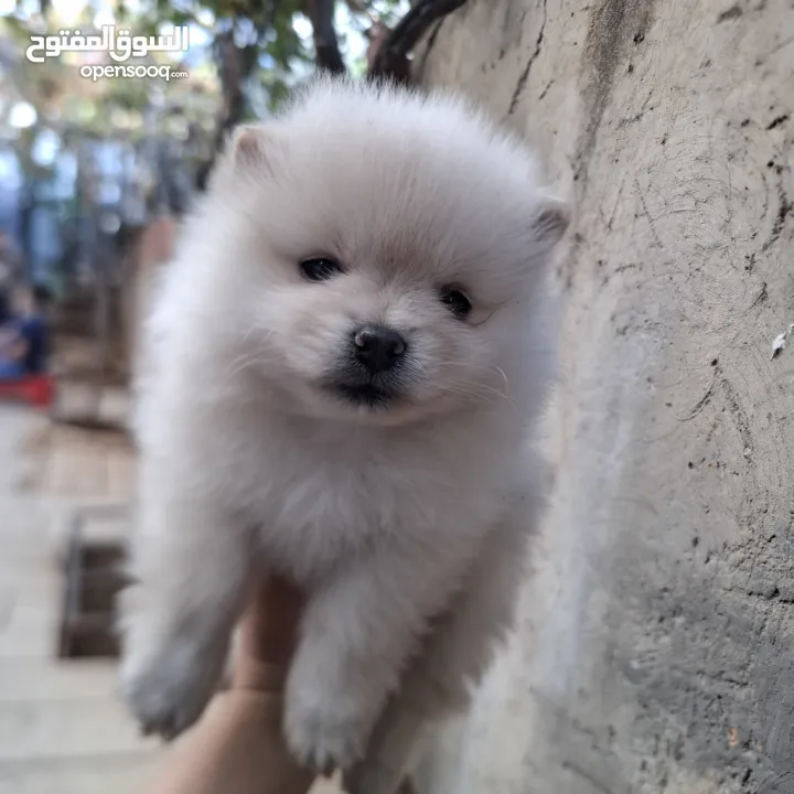 بوميريان للبيع