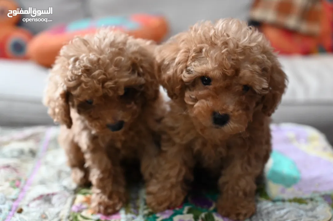 Poodle Puppies in Uae- Toy Breed