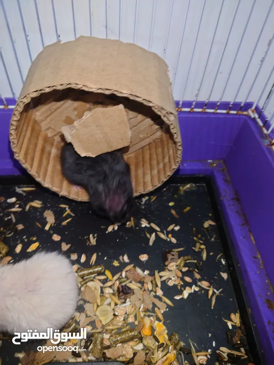 hamster Syria 2 pcs