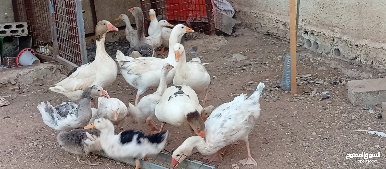 وز وبط للبيع او للبدل على صخله أو عبور مع دفع الفرق