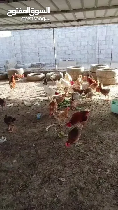 دجاج اللبيع