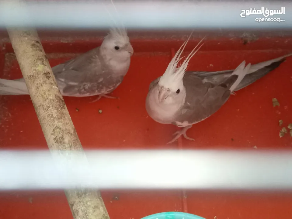 جوزين كوكتيل تحتهم بيض للبيع منهم جوز وايت فيس
