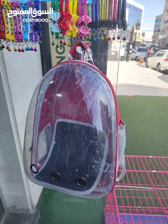 شنتة حمل قطط