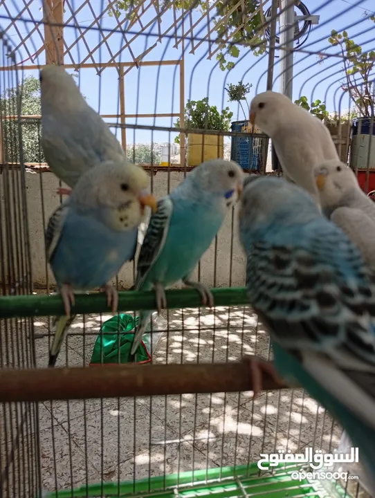 10 طيور حب طفرات جميله ونادرة  تبارك الله
