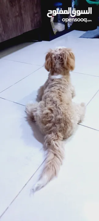 (send me whatsup)Male /Mini malltipoo/5 months old
