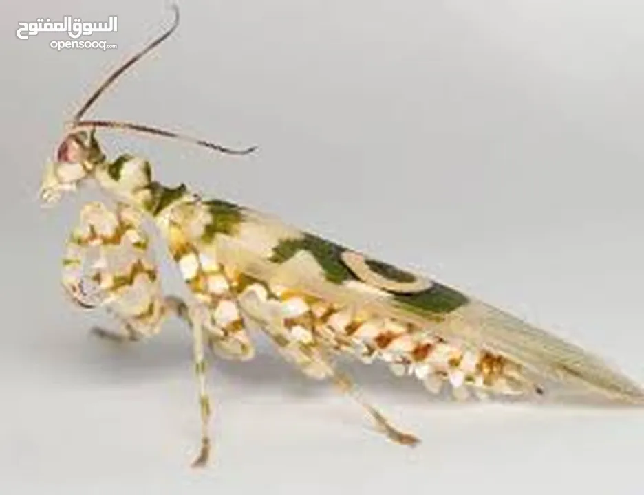 مطلوب زواحف و حشرات و حيوانات برمائية لتصوير افلام وثائقية