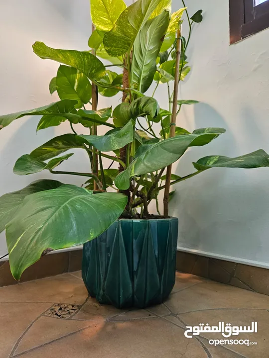 Big Leaf Sized Money Plant