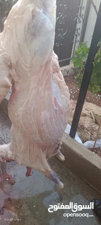 لحام منزلي متنقل لذبح كافة الاضاحي والعقائق والنذور