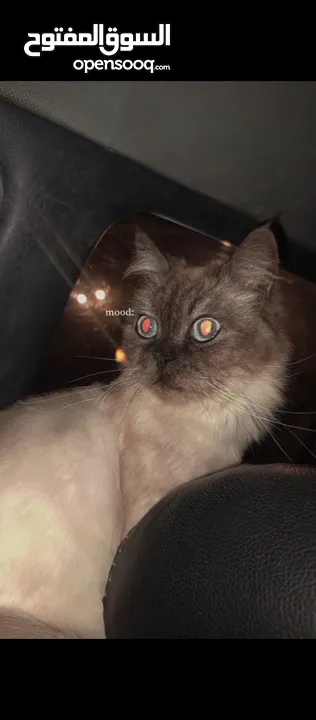 اللهم صلي ع سيدنا محمد  قطه هملايا لعبوبه الاليفه جدا السعر مميز للبيع المستعجل  . . .