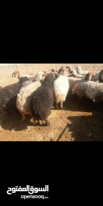 عقائق فدوه نذر لجميع المناسبات لحم خاروف عبور غنم  بالصلاه على النبي عرض شهر رمضان المبارك