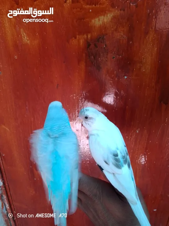 متاح جوز حب وحبه كوكتيل للبيع اقرا التفاصيل جيدا