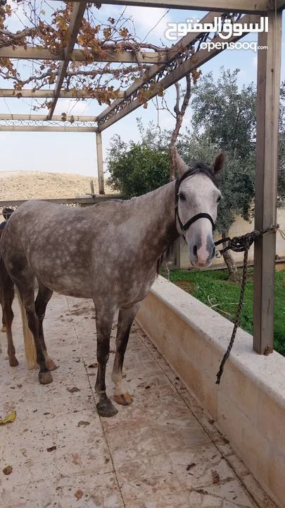 فرس بدوية وسط خيل العمر 8 سنوات