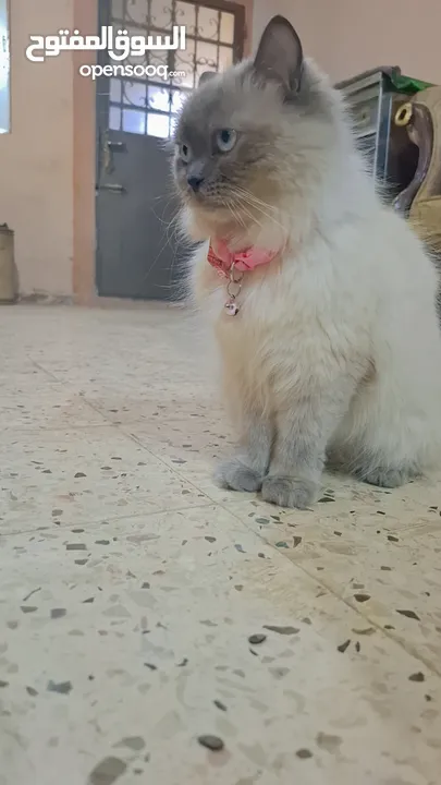 قطه سيامي شوكليت للبيع مع أغراضها