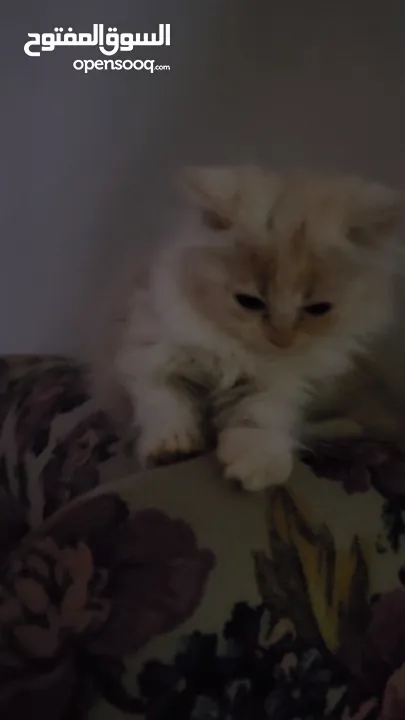 Kitten Shirazi Mix Angora two month  and a half  كيتن شيرازي انجورا العمر شهرين ونص