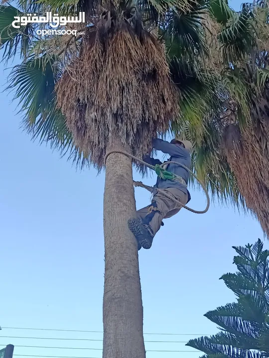 فني أشجار النخيل