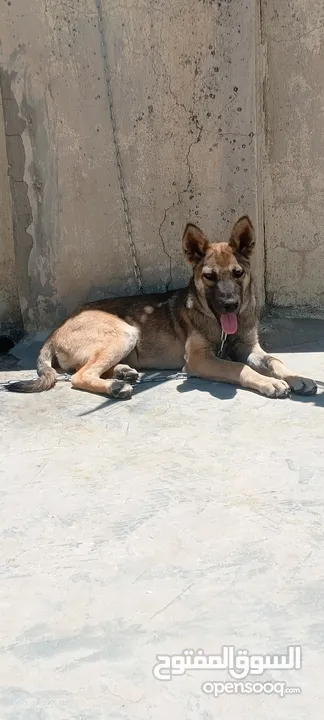 جرو بندوق الاب ملينو بيور و لام جيرمن شيبرد عمر 4 شهور ماخذ مطعوم لون مميز انثى