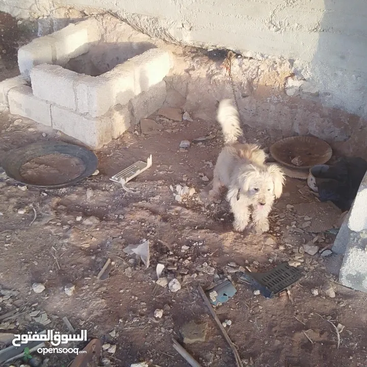 كلب فرنسي للبيع اسعر 70دينار