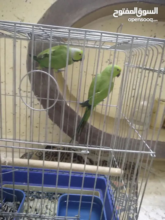 جوز ببغاء الدره للبيع  اقراء الوصف