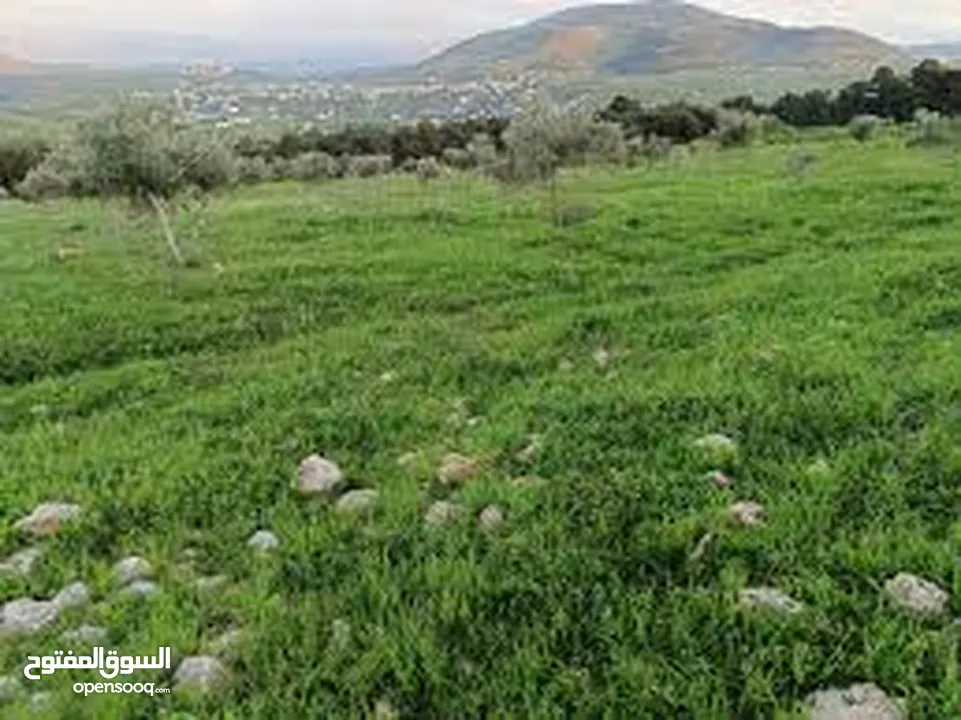 طوباس بل قرب من بنايت الجامعه الجديده مطله عله تياسير طوباس بجانب الأرض بنايات جديده كلها بجانب ارض