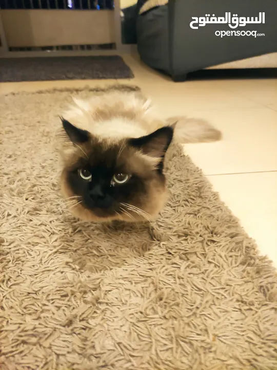 Male  Himalayan Cat 1year old