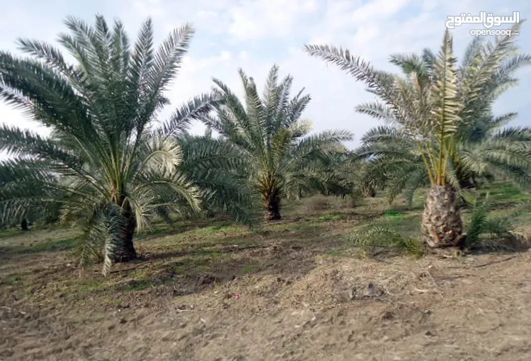 مزرعة للبيع في الكرامة