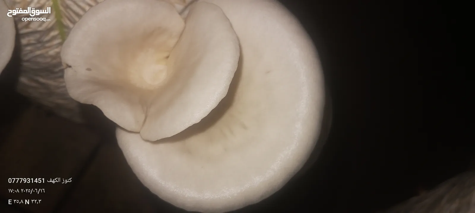 فطر محاري بلدي